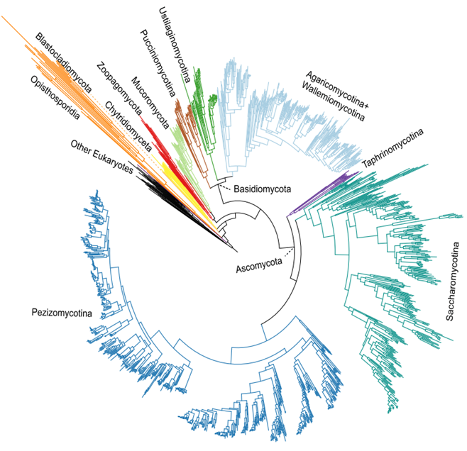 Fungi Genome Database